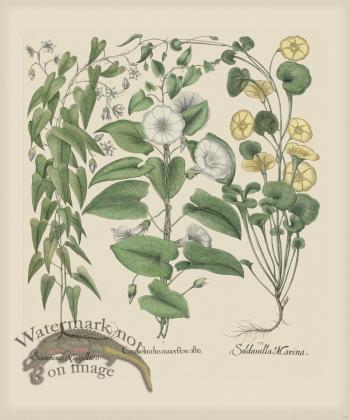 Besler 302 Colored  B2